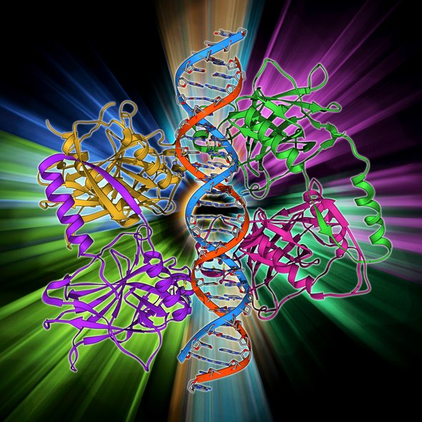 mutant-p53-selective-reactivation-demonstrated-in-advanced-solid-tumors