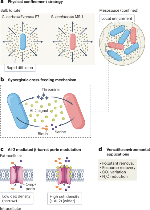 programming-microbial-neighbourhoods