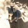 ai-technology-detects-real-time-koala-crossing-in-first-for-field