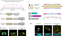 Genetically encoded assembly recorder temporally resolves cellular history