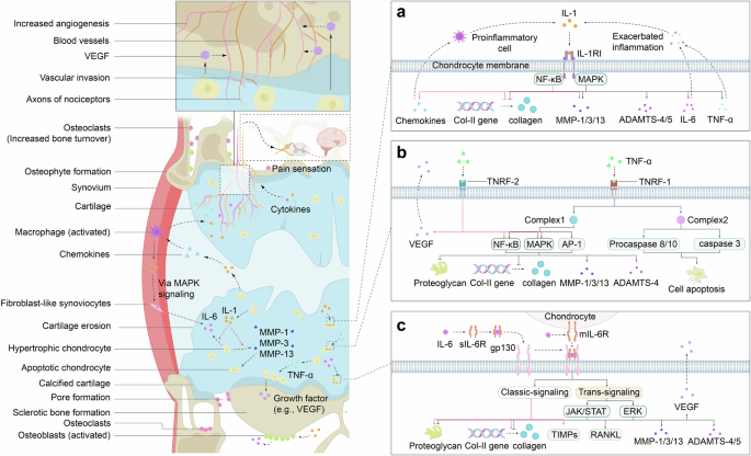 osteoarthritis:-molecular-pathogenesis-and-potential-therapeutic-options