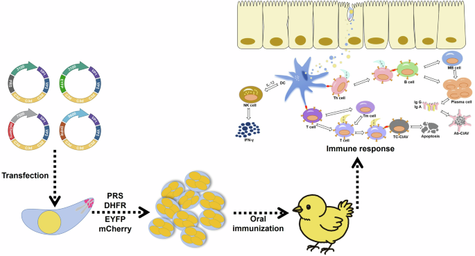 an-oral-eimeria-vectored-vaccine-induces-protective-immunity-against-chicken-infectious-anemia