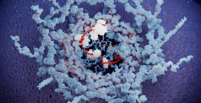 therapeutic-mrna-reverses-genetic-infertility-in-male-mouse-model