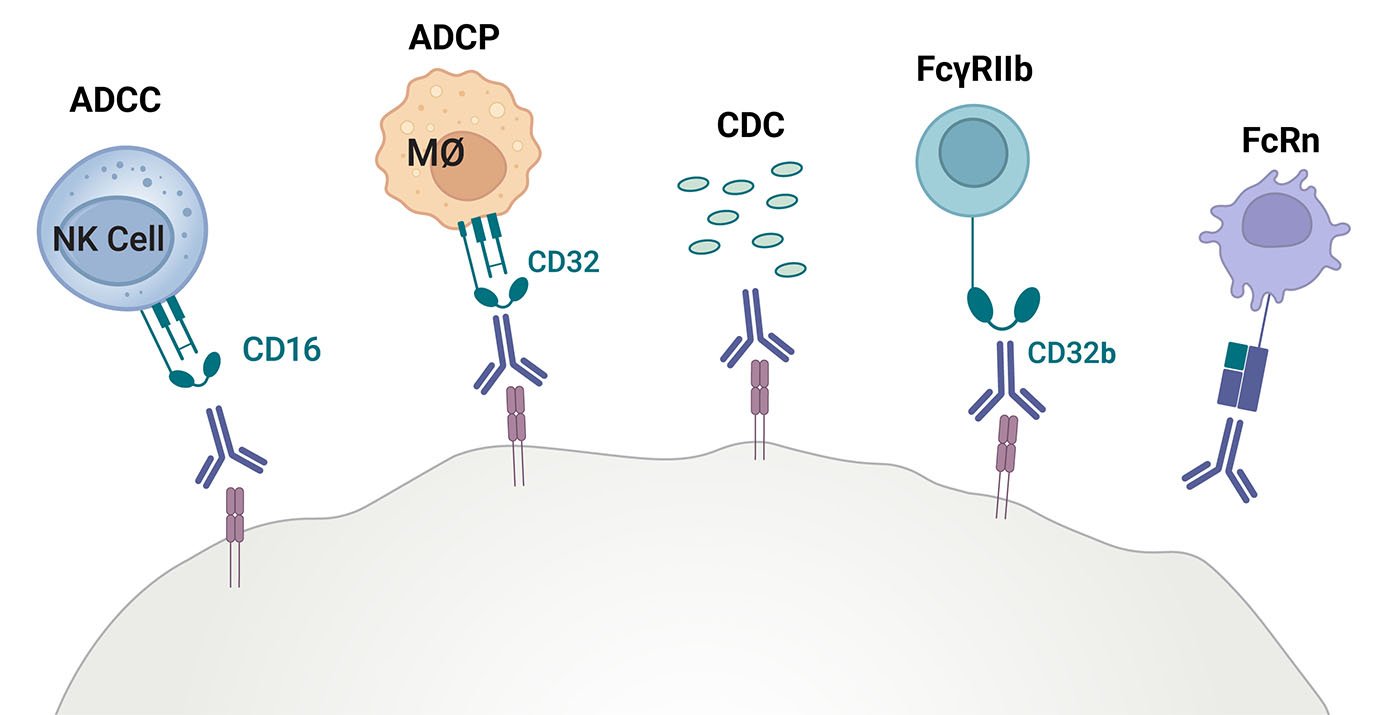 from-discovery-to-lot-release:-a-validated-suite-of-assays-for-biologics-drug-development