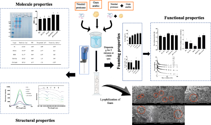 improving-foaming-properties-of-fish-gelatin-by-neutral-protease-and-gum-arabic