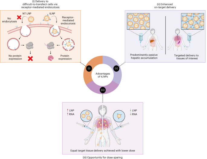 preparation-of-targeted-lipid-nanoparticles-for-precision-nucleic-acid-delivery