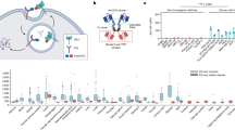 bioengineered-ferritin-based-lysosome-targeting-chimera-platform-for-tumor-targeted-therapy