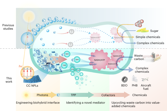 rewiring-energy-flow-in-biohybrids-for-enhanced-solar-driven-biosynthesis