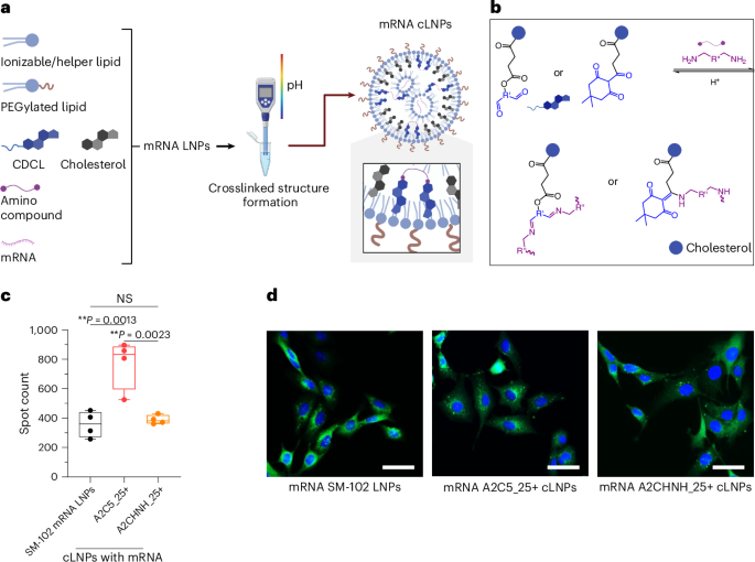 reversible-post-assembly-crosslinking-enhances-lipid-nanoparticle-mrna-delivery