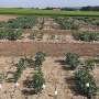 one-gene-makes-the-difference:-breeding-winter-hardy-faba-beans
