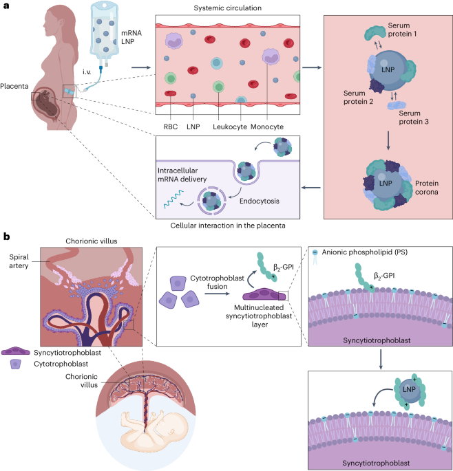 preparation-of-placenta-tropic-mrna-lipid-nanoparticles-for-pregnancy-disorders