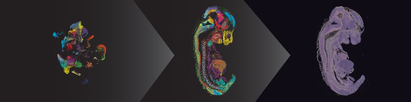 from-single-cell-to-spatial-multiomics:-expanding-biological-context-in-genomic-research