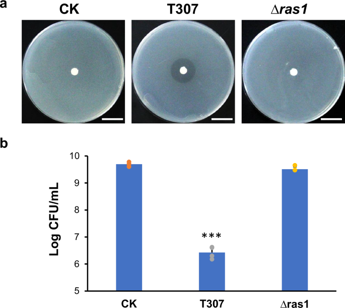 RejuAgro A as an antimicrobial for fire blight control of pome fruits and beyond