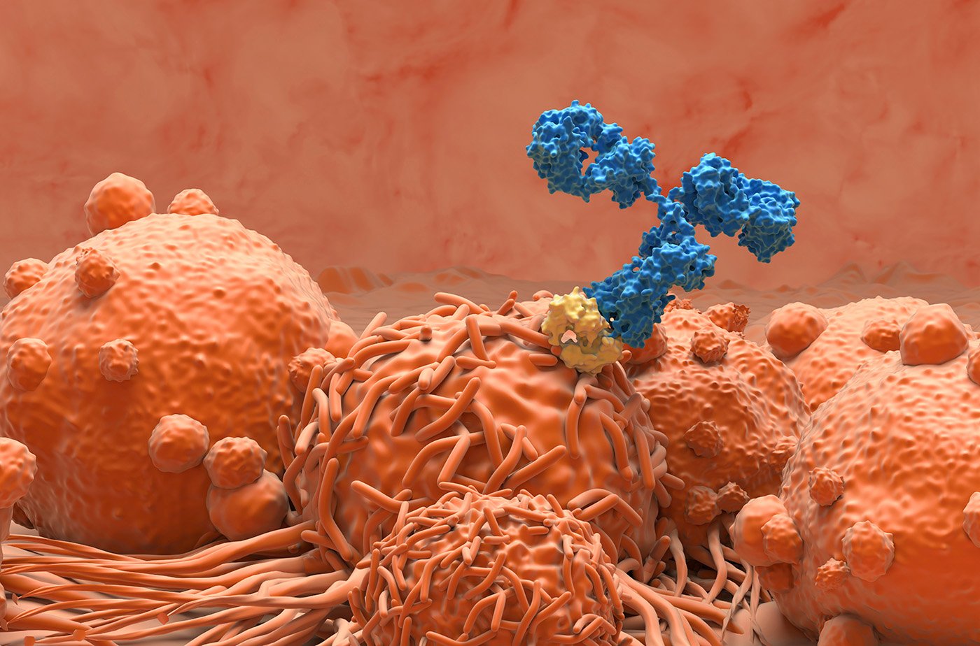 cell-surface-“flag”-identified-as-potential-cancer-target-for-antibody-therapeutics