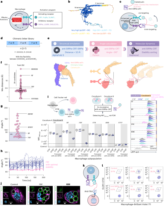 a-logic-gated-trispecific-engager-enhances-macrophage-killing-of-cancer-cells-in-solid-tumors