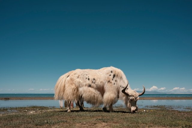 high-altitude-survival-gene-mutation-points-to-strategy-for-repairing-nerve-damage