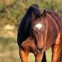 Horse IVF milestone in Florida: Frozen-thawed sperm fertilizes an egg