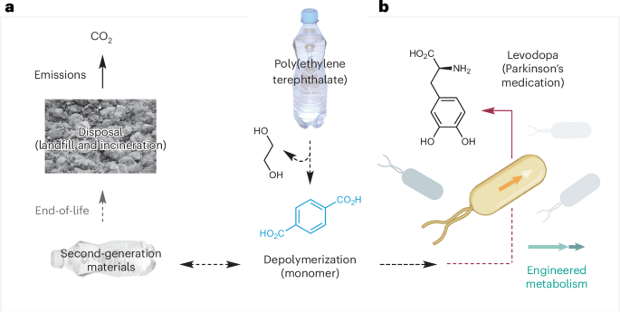 microbial-upcycling-of-plastic-waste-to-levodopa