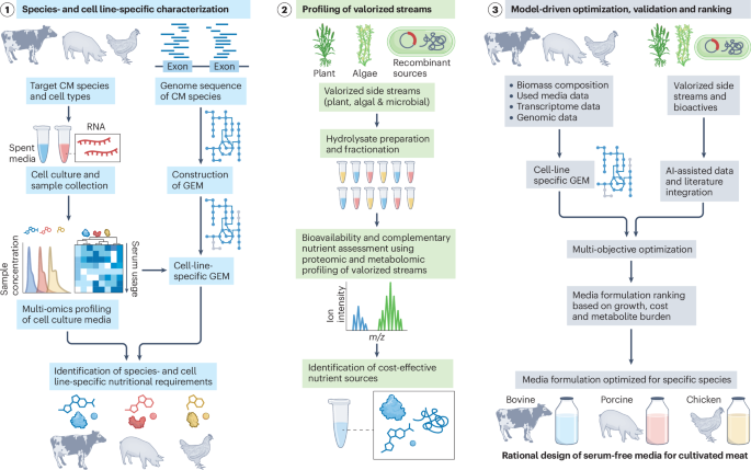 Rational design of serum-free media for cultivated meat